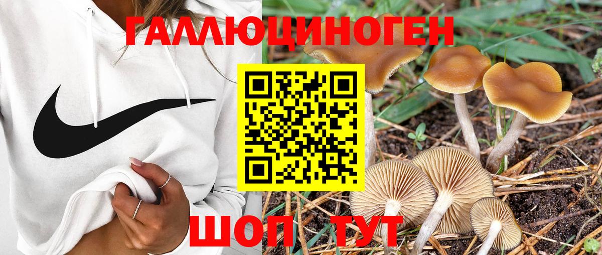 где продают наркотики  Псилоцибиновые грибы Cubensis  Вход с VPN  Магадан 